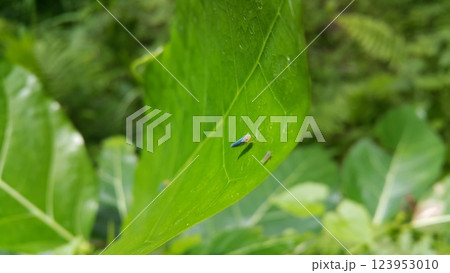 Photo of Leafhopper ( Cicadella viridis ) perched on a plant leaf. Photo of Leafhopper ( Cicadella viridis ) perched on a plant leaf. 123953010