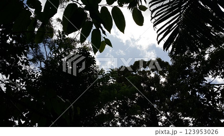 Photo of silhouetted tree leaves and sky. 123953026