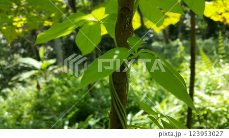 Photos of plant leaves in the forest. Photos of plant leaves in the forest. 123953027