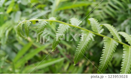Common bracken leaves (Pteridium aquilinum) background. Photo shot in the forest. Common bracken leaves (Pteridium aquilinum) background. Photo shot in the forest. 123953028