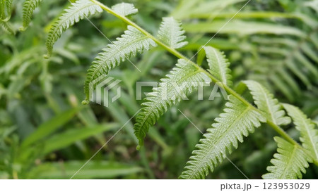 Common bracken leaves (Pteridium aquilinum) background. Photo shot in the forest. Common bracken leaves (Pteridium aquilinum) background. Photo shot in the forest. 123953029