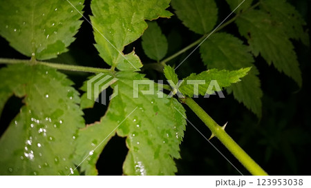 Photo of the Green Rounded Planthopper perched on a plant stem. Photo of the Green Rounded Planthopper perched on a plant stem. 123953038