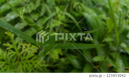 Black soldier fly species Hermetia illucens. Photo of black soldier fly perched on a plant leaf. Black soldier fly species Hermetia illucens. Photo of black soldier fly perched on a plant leaf. 123953042