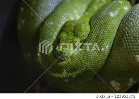 Green Emerald boa constrictor Green Emerald boa constrictor 123953372