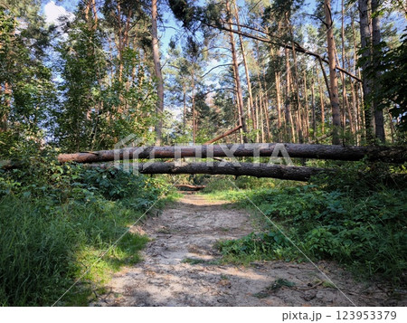 The forest road is blocked by a log. A forest road on which a log blocked the way. The aftermath of the hurricane, the pine forest The forest road is blocked by a log. A forest road on which a log blocked the way. The aftermath of the hurricane, the pine forest 123953379