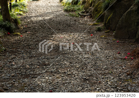静寂の小径 - 落ち椿と光の戯れ 123953420