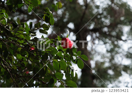 光と影に映える椿の花 123953421