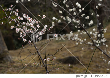 早春の梅 - 静寂の庭に咲く 早春の梅 - 静寂の庭に咲く 123953422