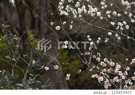 春の訪れ - 咲き誇る梅の花 123953423