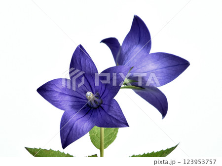 桔梗の花 秋の七草のひとつ 立体的表現 A3( fix撮影 ) 桔梗の花 秋の七草のひとつ 立体的表現 A3( fix撮影 ) 123953757