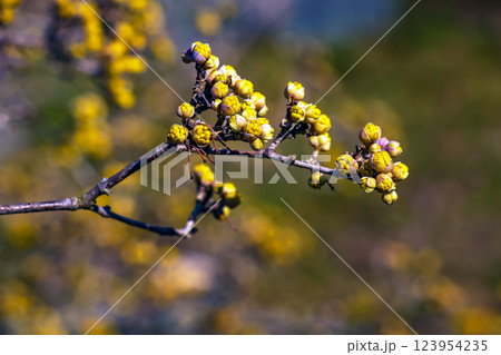 Branches with buds and flowers of male dogwood Cornus mas in early spring on a blurred background. Branches with buds and flowers of male dogwood Cornus mas in early spring on a blurred background. 123954235