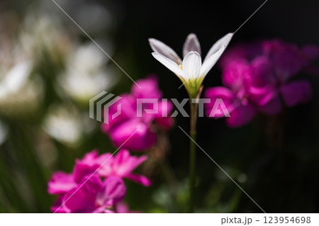 たますだれの光 123954698