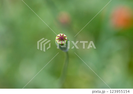 夏の花 123955154