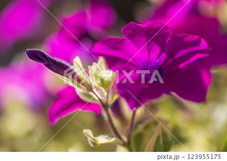 夏の花 夏の花 123955175
