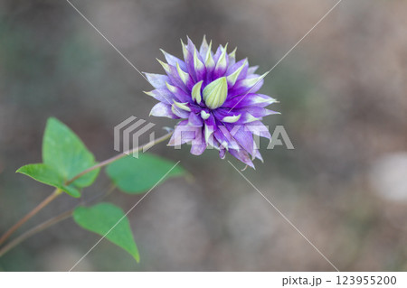 秋の花 123955200