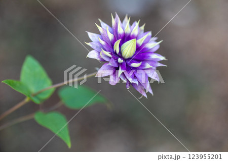 秋の花 123955201