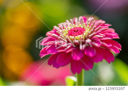 秋の花 123955207