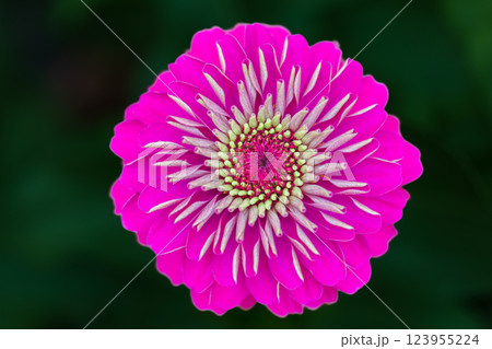 秋の花 秋の花 123955224