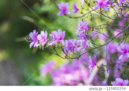 春の花 123955254