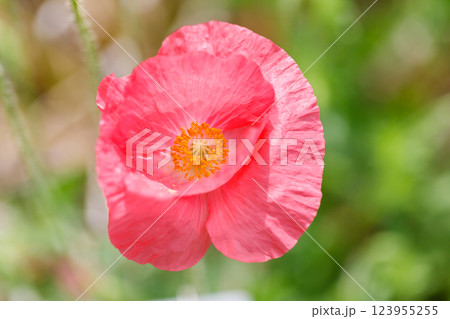 春の花 春の花 123955255