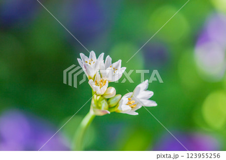 春の花 春の花 123955256