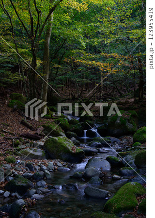 【静岡県】天城・氷室園地・付近の渓流 123955419