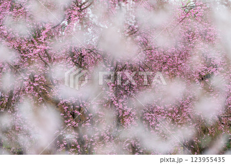 ウメの花 123955435