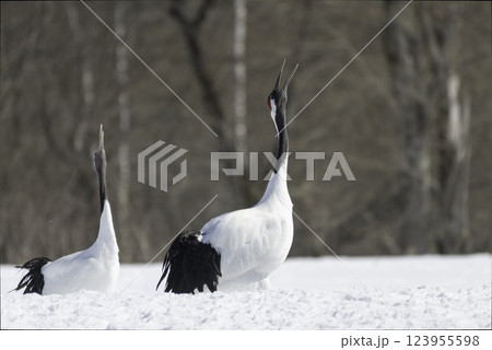 タンチョウの番いの鳴き交し 123955598