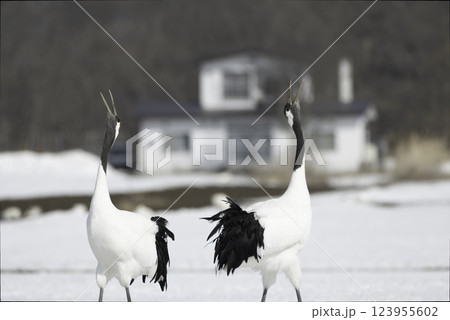 タンチョウの番いの鳴き交し タンチョウの番いの鳴き交し 123955602