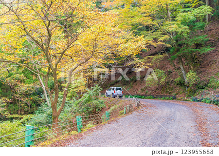【静岡県】国道414号線旧天城トンネル付近を走る車 123955688