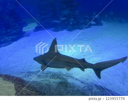 The blue shark (lat.- Prionace glauca) swims in an aquarium The blue shark (lat.- Prionace glauca) swims in an aquarium 123955770