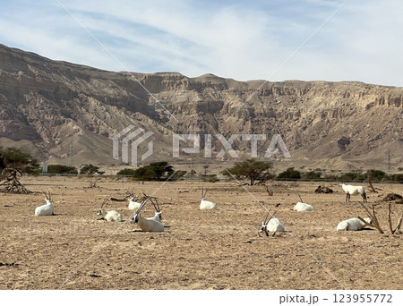 A herd of scimitar oryx (Oryx dammah) in the Yotvata Hai-Bar Nature Reserve A herd of scimitar oryx (Oryx dammah) in the Yotvata Hai-Bar Nature Reserve 123955772