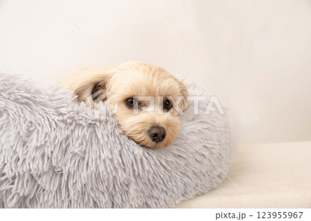 ベッドに入ったマルプーのミル ベッドに入ったマルプーのミル 123955967