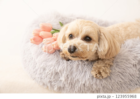 ベッドに入ったマルプーのミルとチューリップ 123955968