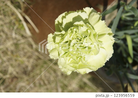 カーネーション 123956559