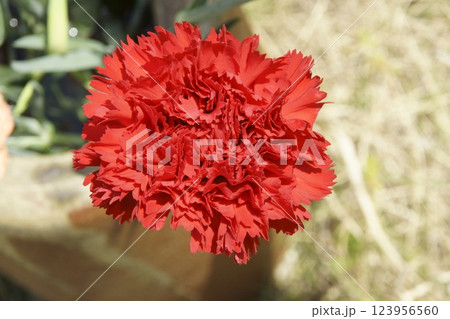 カーネーション 123956560