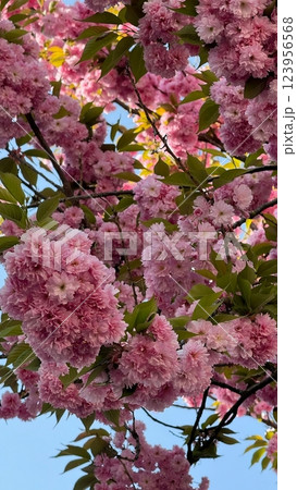 Vivid Pink Cherry Blossom Tree Branch With Blooming Flowers and Green Leaves Vivid Pink Cherry Blossom Tree Branch With Blooming Flowers and Green Leaves 123956568