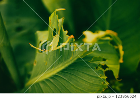 Soybean leaf disease, damage by abiotic stress in tropical park, garden. Damaged plant with holes. Greenhouse plants with big green leaves foliage. 123956624