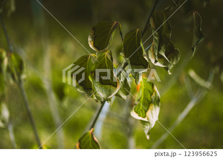 Yellowing wilting green leaf on the branch of a tree, bush in botanical garden, park in late summer. Change of seasons. Photosynthesis of plants. 123956625