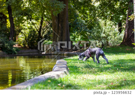 Grey miniature zwergschnauzer puppy on a green lawn. Hunting, guarding dog breed. Little doggy on a walk. Canine domestic animal pet in park, parkland 123956632