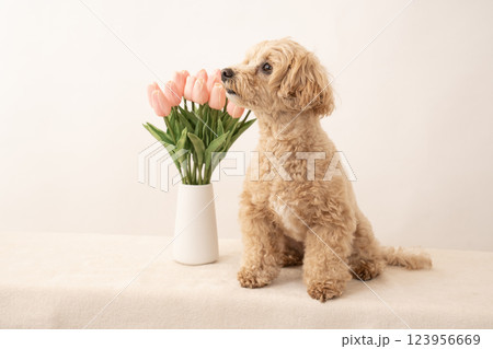 白バックとチューリップと微笑むマルプーのくーちゃん 123956669