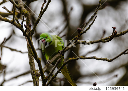 A green parrot is perched on a tree branch A green parrot is perched on a tree branch 123956743