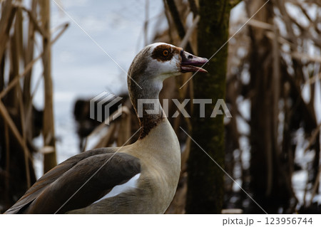 Egyptian Goose Poised Amidst Tall Grassland Egyptian Goose Poised Amidst Tall Grassland 123956744