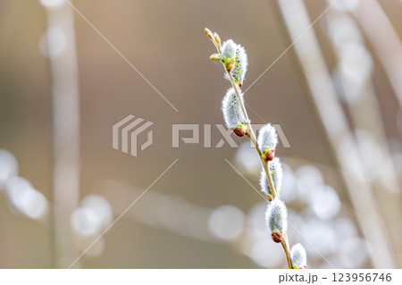 Delicate Willow Buds in Spring Awakening Delicate Willow Buds in Spring Awakening 123956746