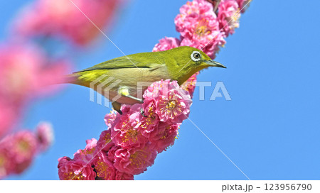 満開の紅梅にメジロ （ 春イメージ ）（ ほのぼのイメージ ） 123956790