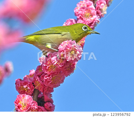 満開の紅梅にメジロ （ 春イメージ ）（ ほのぼのイメージ ） 123956792