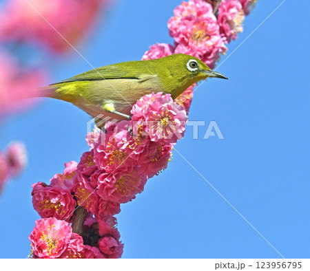 満開の紅梅にメジロ （ 春イメージ ）（ ほのぼのイメージ ） 123956795