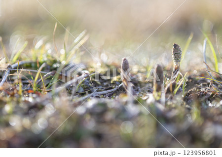 春を告げるツクシ 123956801