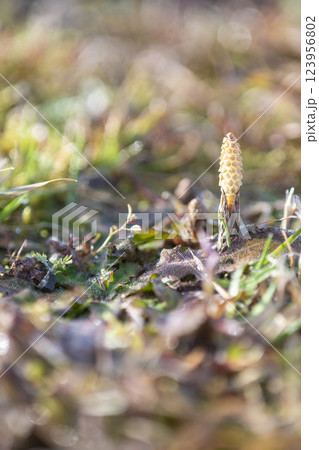 春を告げるツクシ 123956802