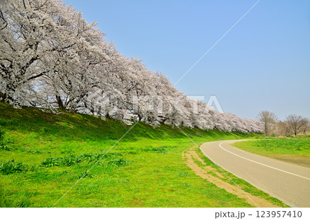 京都の背割提の満開の桜 123957410